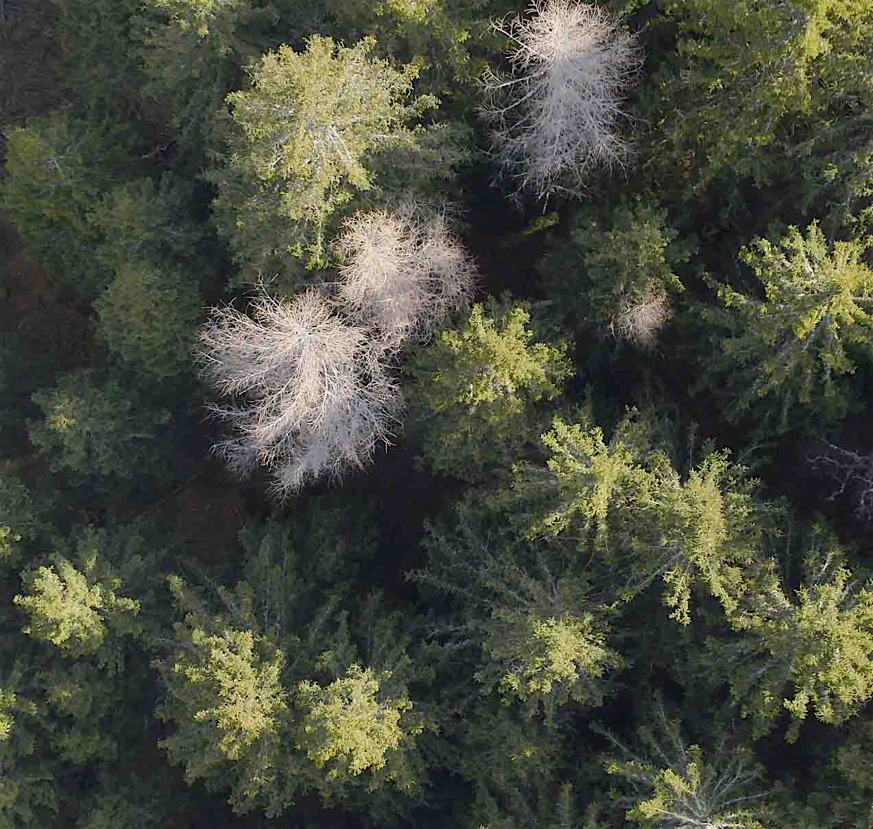 Prise de vue d'une forêt par drone