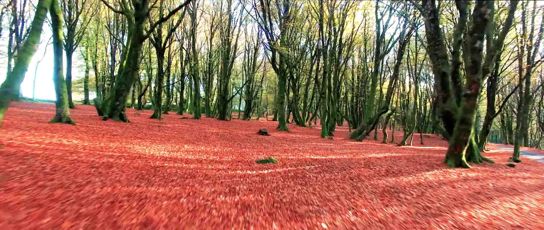 Forêt rouge Nièvre film aérien Drone