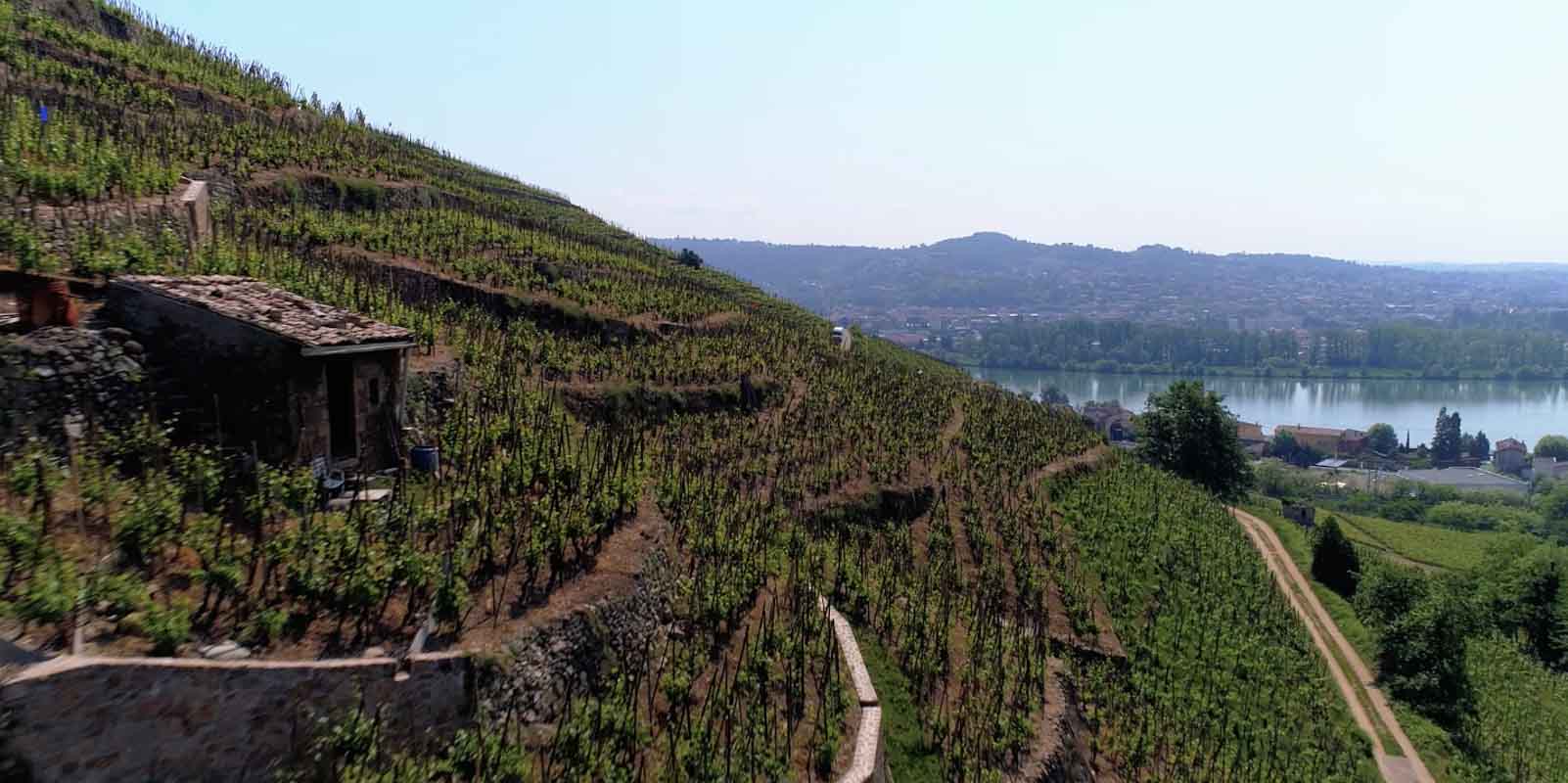 vigne en coteau Vérin Loire film aérien Drone